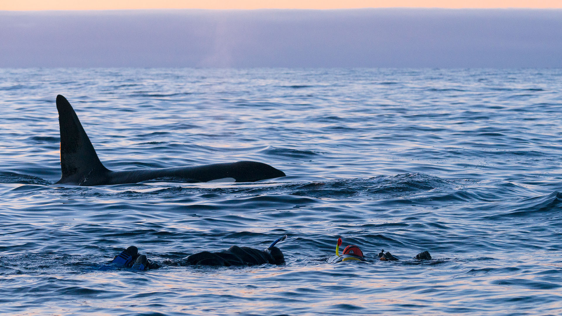 expeditie orka's en bultruggen - Melvin snorkelt met orka
