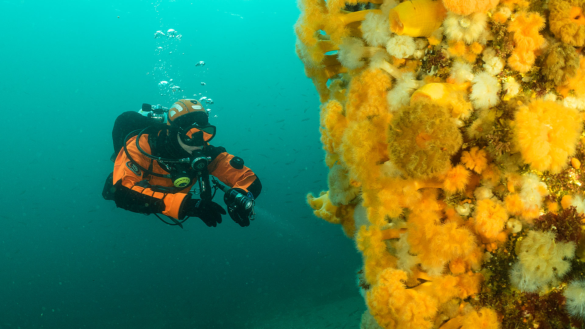 Duikexpedities Noordzee - Fiona bij begroeide constructie van een haven