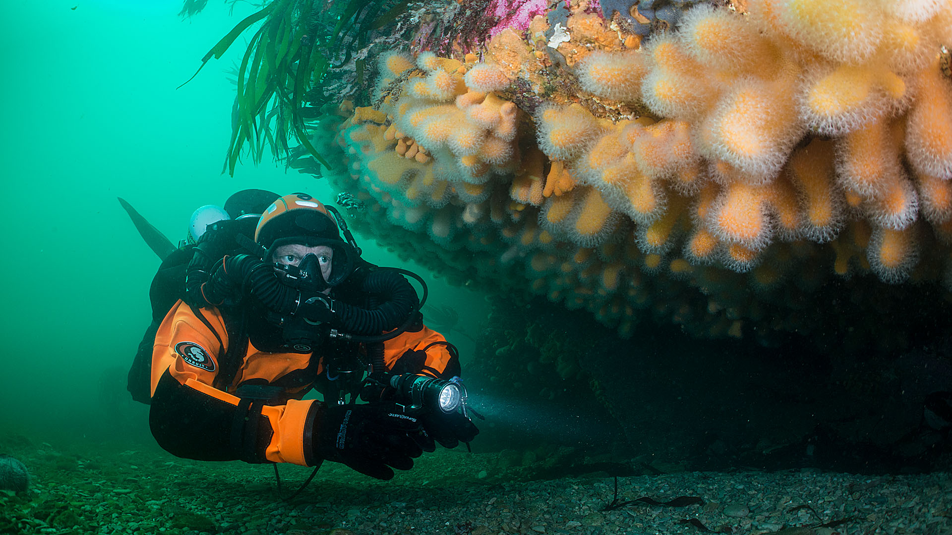 Duikexpedities Noordzee - Melvin Redeker bij dodemansduim koraal