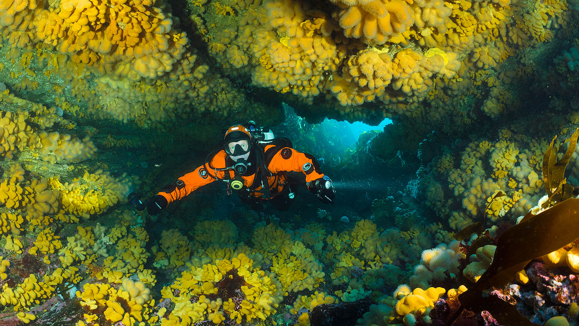 Duikexpedities Noordzee - Melvin Redeker duikt in koraalgrot van dodemansduim