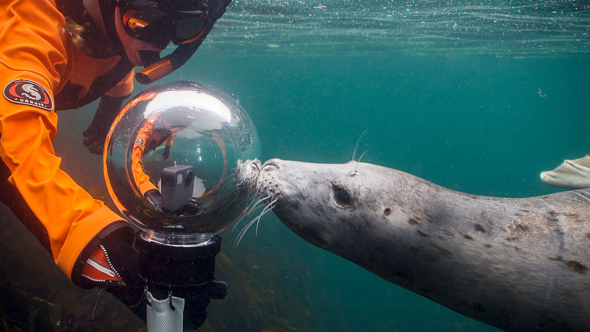 Duikexpedities Noordzee - Nieuwsgierige zeehond onderzoekt camera en duiker