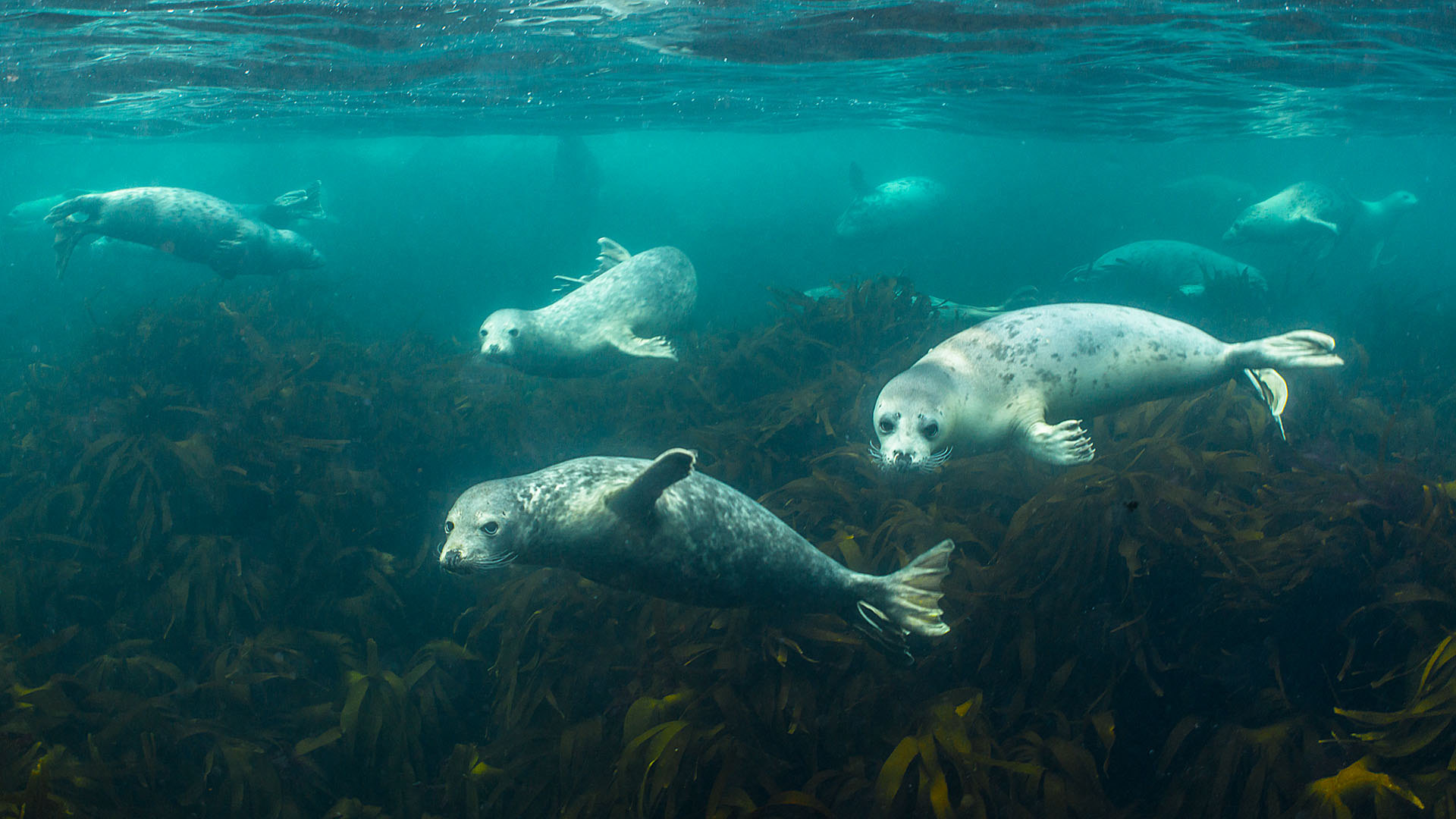 Duikexpedities Noordzee -Nieuwsgierige zeehonden onderzoeken de duikers