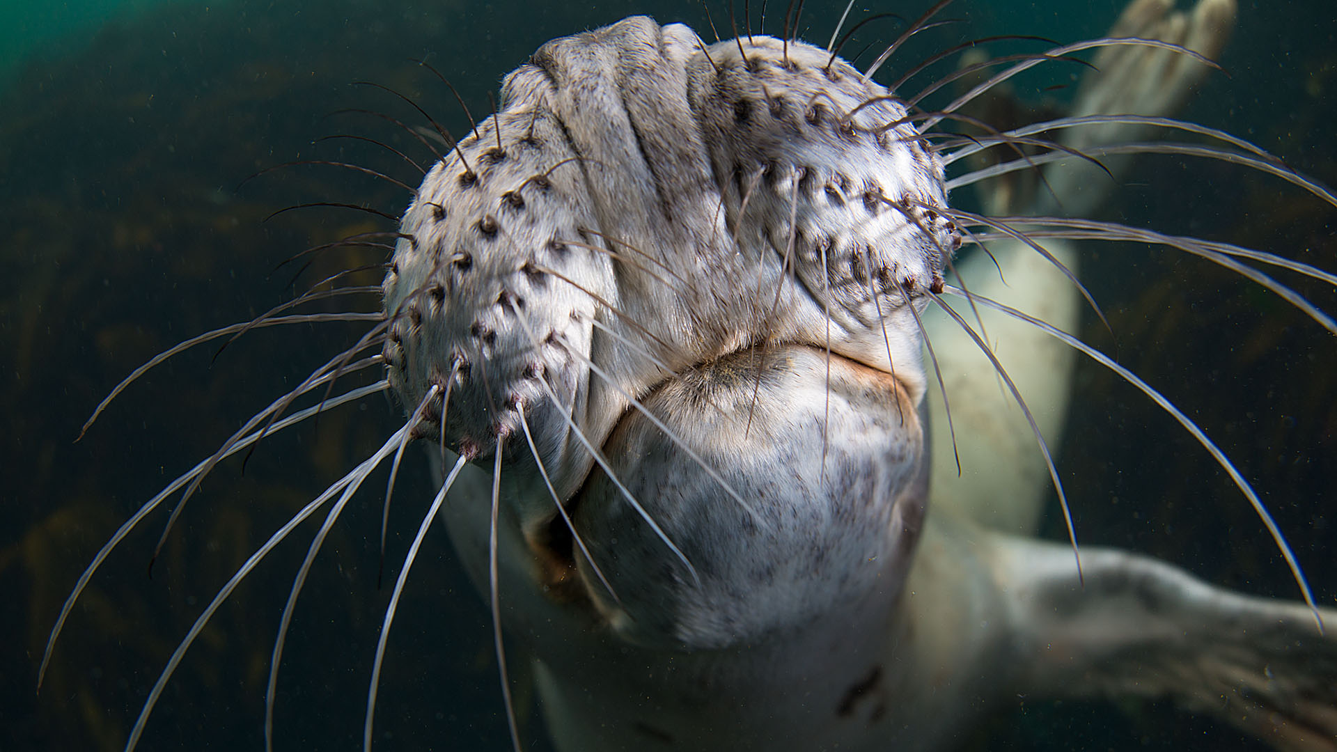 Duikexpedities Noordzee - Zeehond drukt zijn snuit tegen cameralens