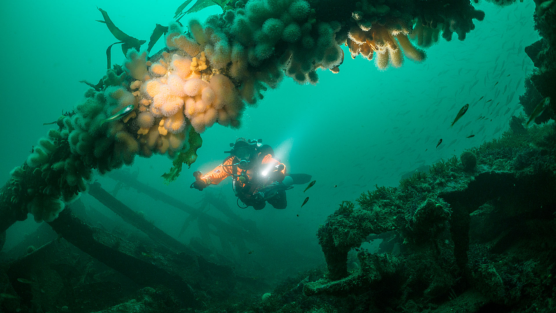 Duikexpedities Noordzee - duiker bij wrak