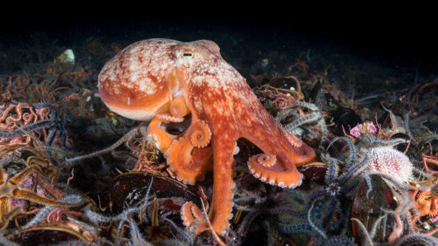 Expeditie biodiversiteit - octopus
