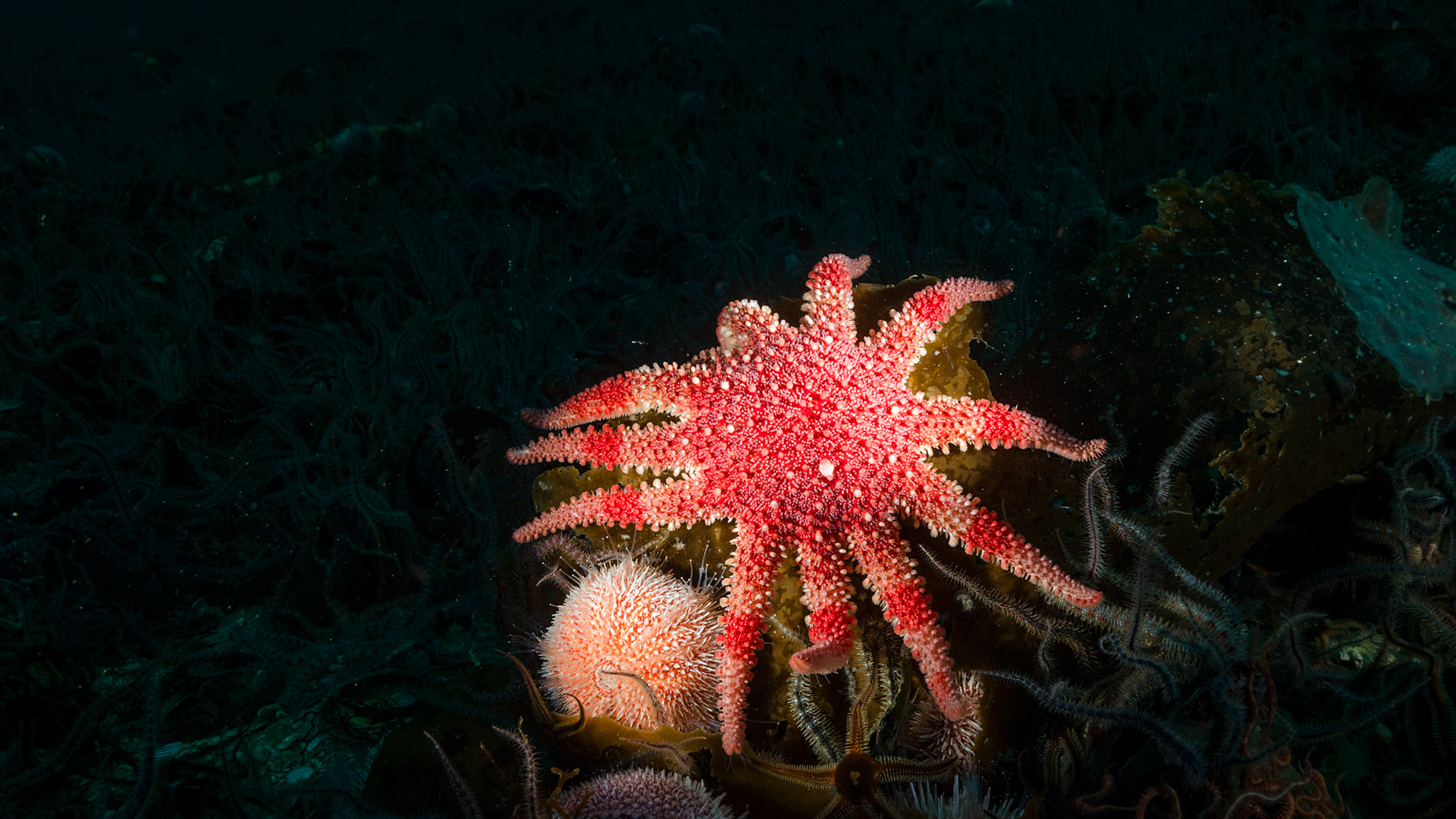 Expeditie biodiversiteit - zeebodem zeester