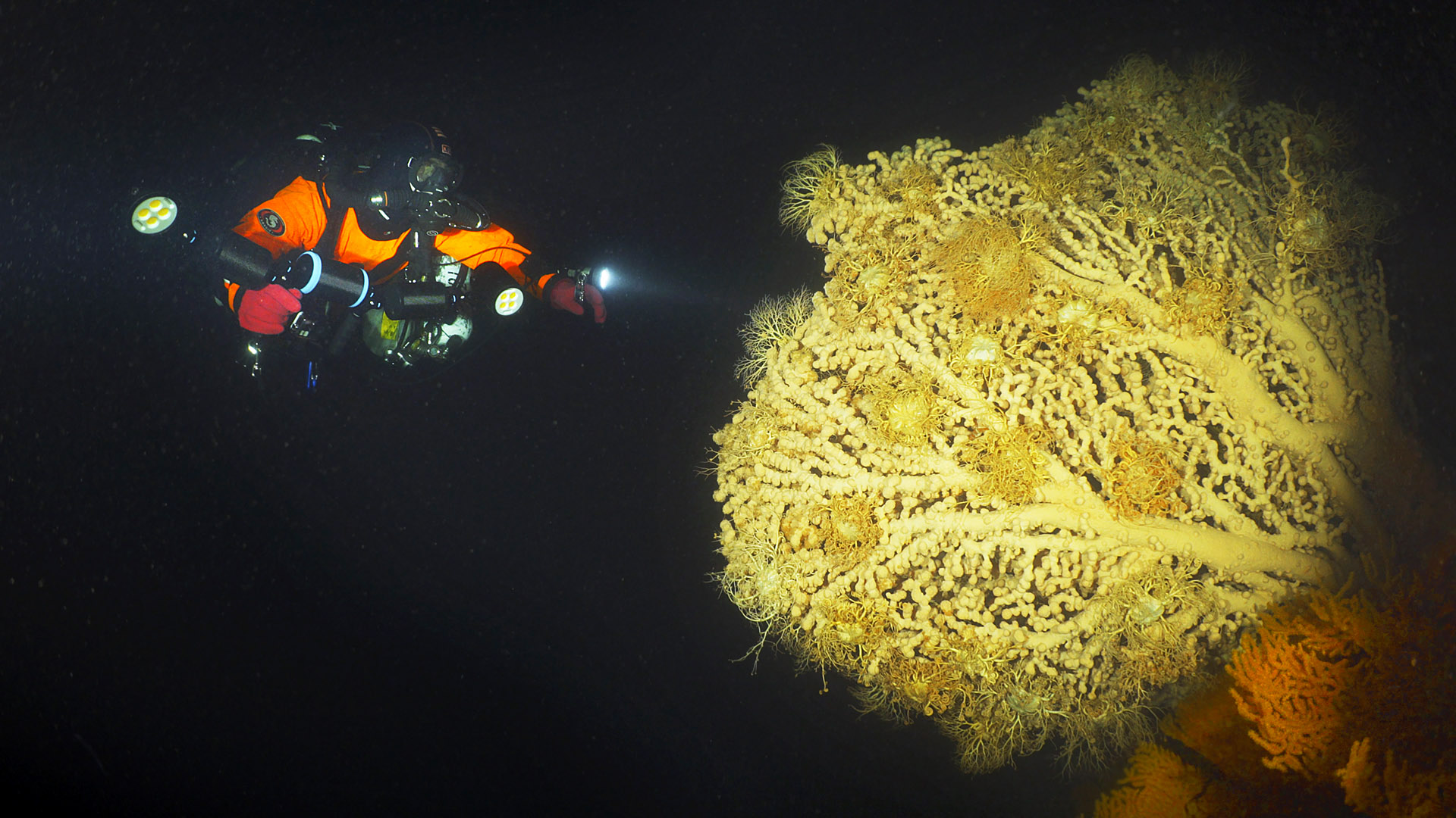Expeditie koralen Noorwegen Bas Poelmann 55 meter diep koraalboom
