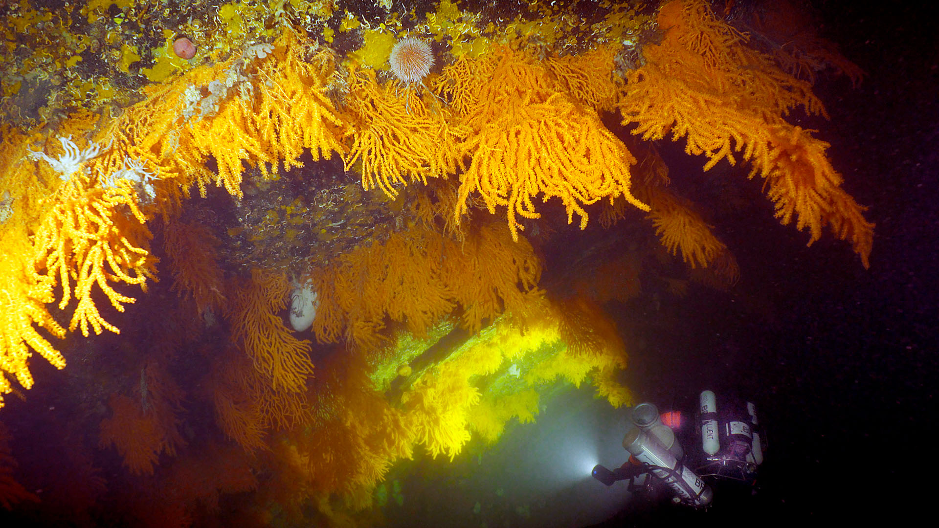 Expeditie koralen Noorwegen Bas Poelmann koraal 62 meter diep