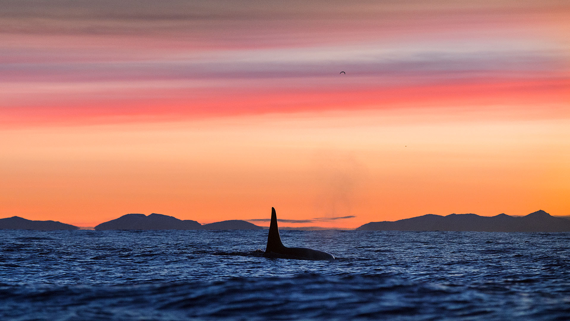 Expeditie orka's en bultruggen - orka in zonsondergang z