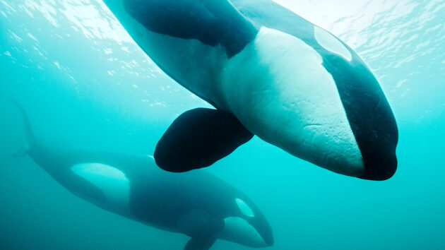 Expeditie orka's onderwater Noordzee