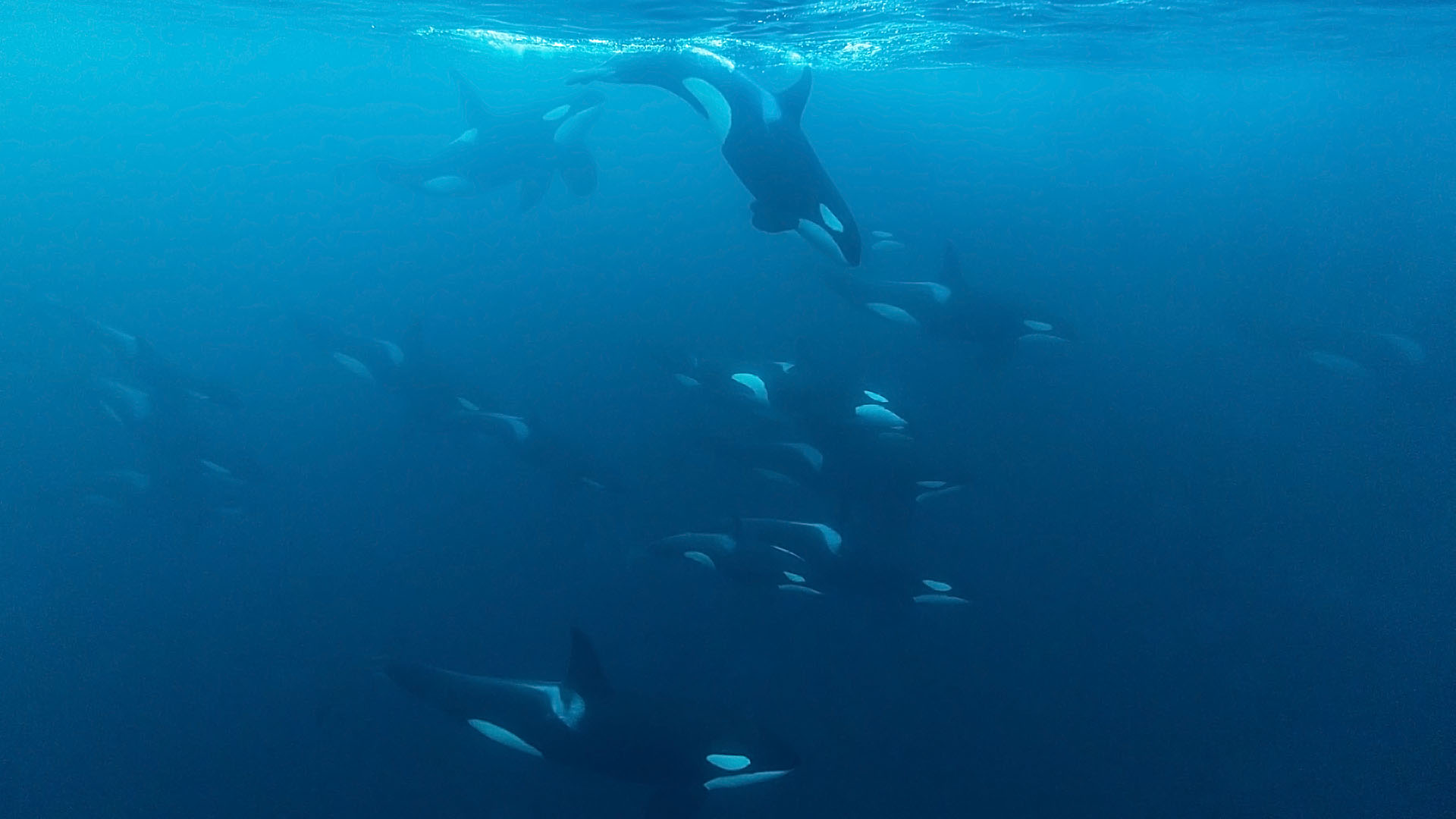 expeditie orka's bultruggen - groep orka's op jacht