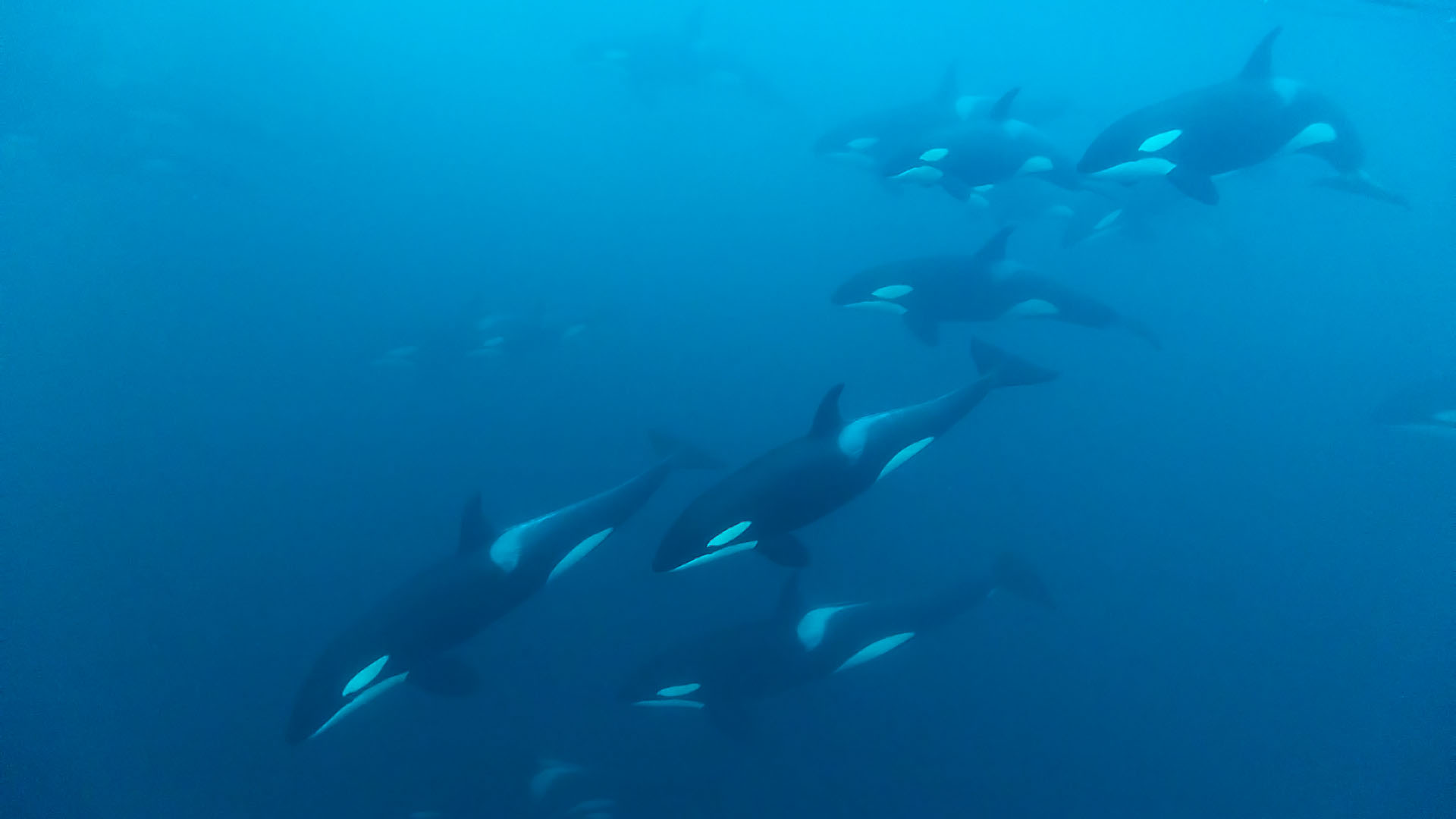 expeditie orka's bultruggen - groep orka's op jacht