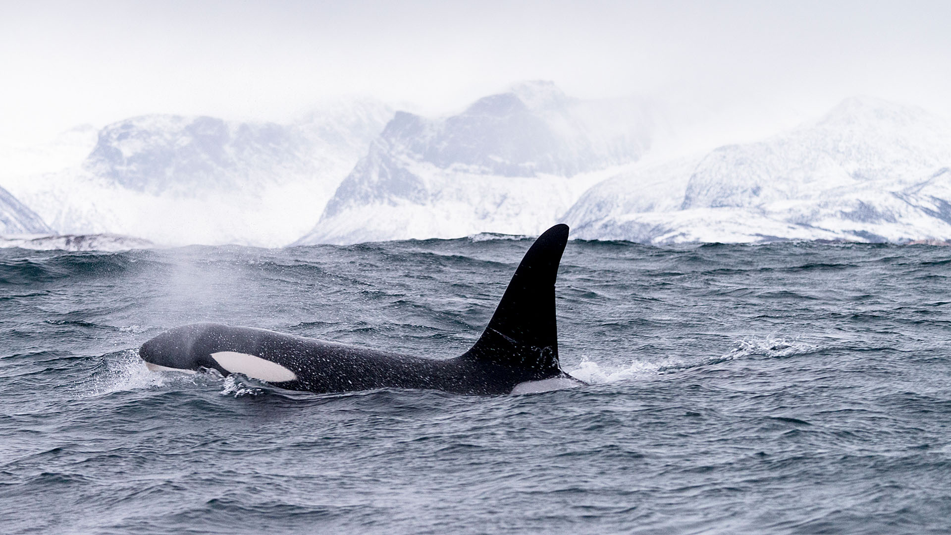 expeditie orka's bultruggen - orka mannetje op jacht