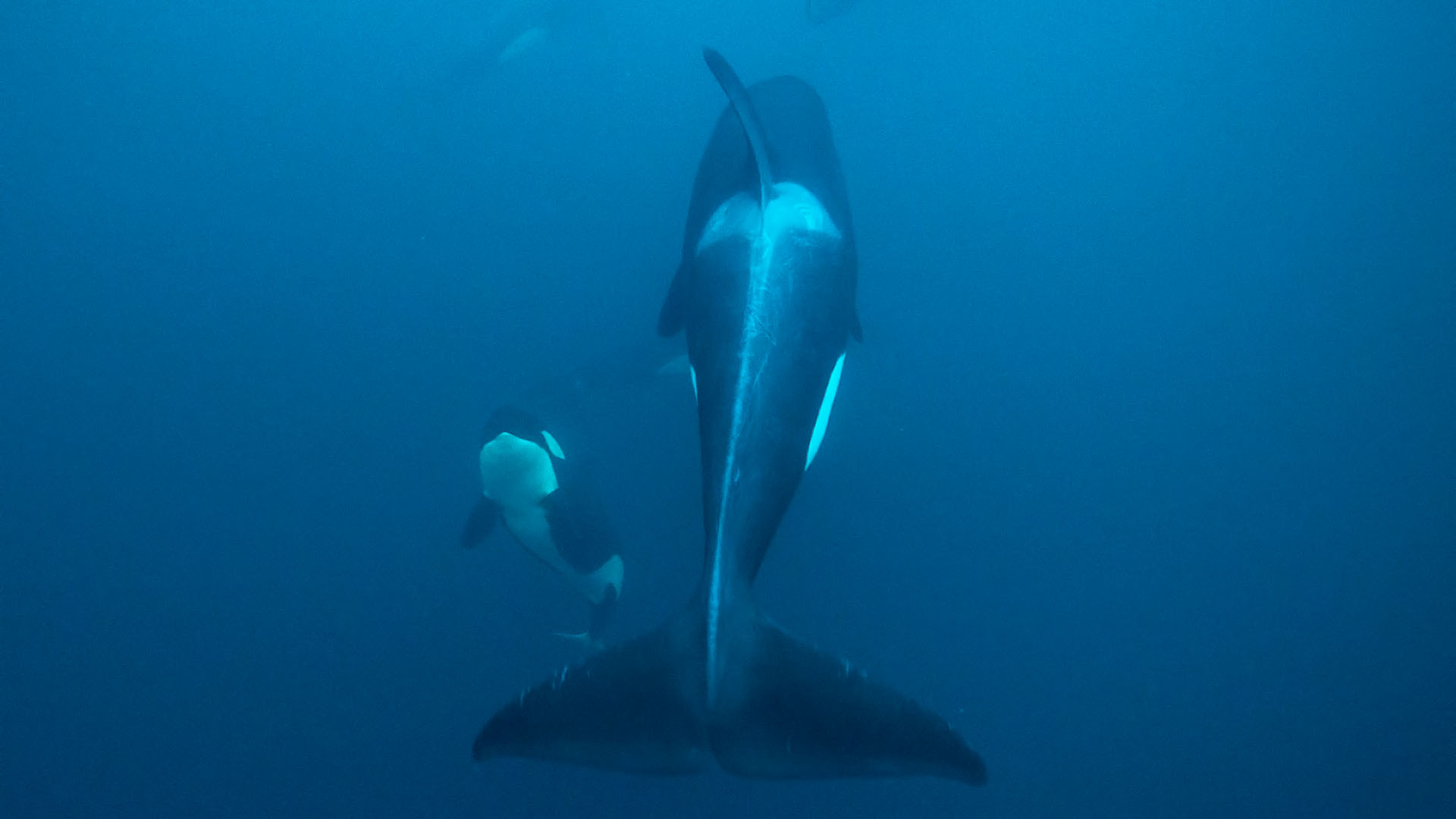Expeditie orka's bultruggen - Groep orka's arctisch Noorwegen