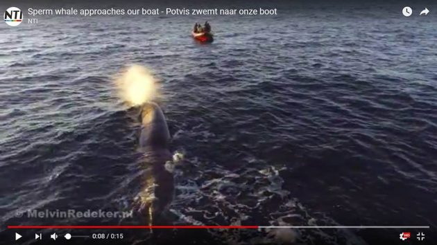 avonturier en spreker Melvin Redeker potvis zwemt naar boot