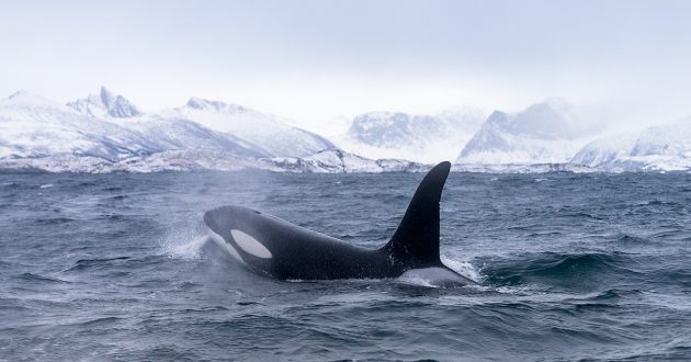 Spreker en avonturier Melvin Redeker. Orka's in Arctisch Noorwegen